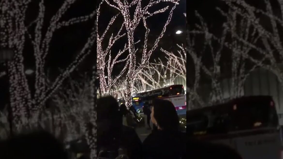 WINTER ILLUMINATIONS in TOKYO #tokyo #japan #japanese #illumination #winter