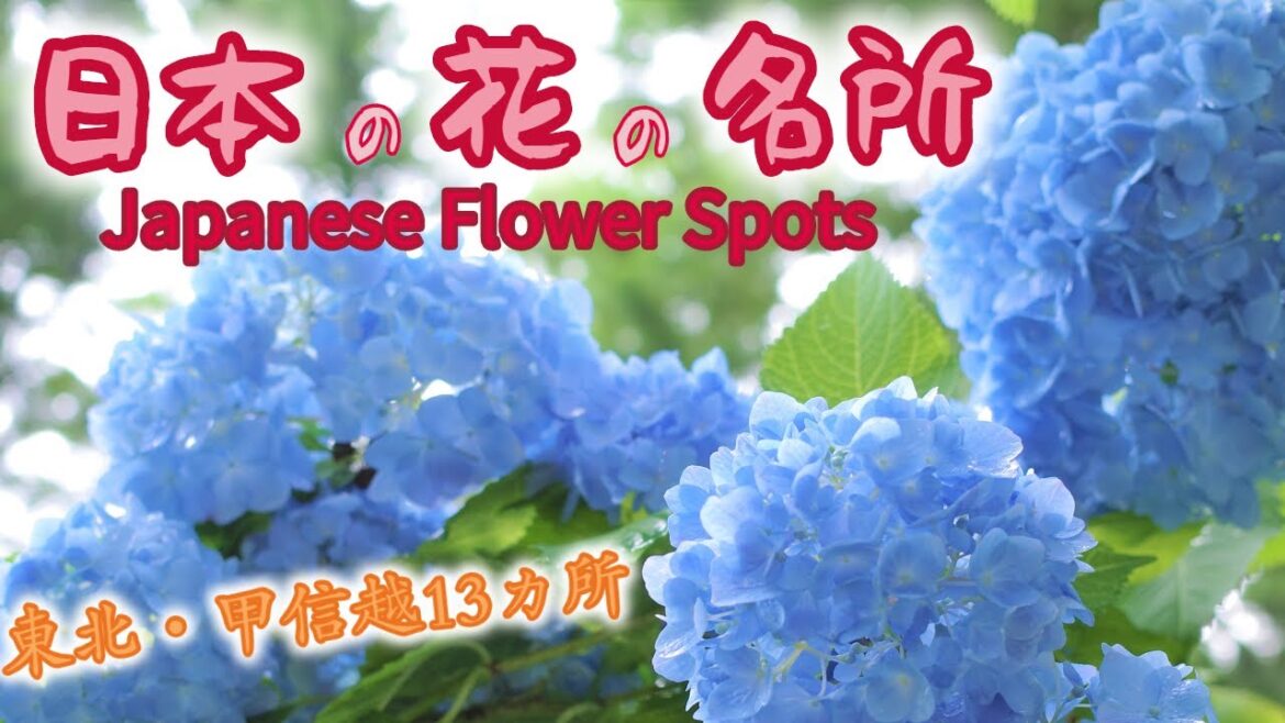花の名所 バラ 紫陽花 ひまわり ダリア 彼岸花 Rose Hydrangea Sunflower 日本 Japanese Flower Spots 青森 岩手 秋田 山形 福島 新潟 花