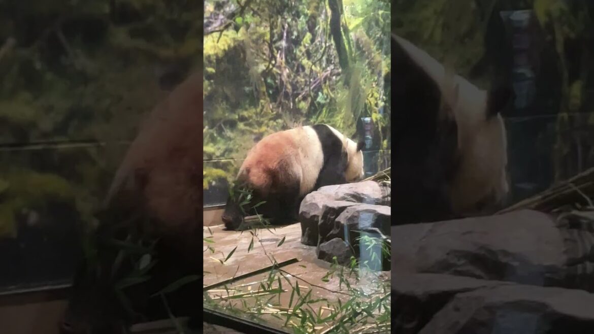 【見るな！】パンダ好き以外 #Shorts