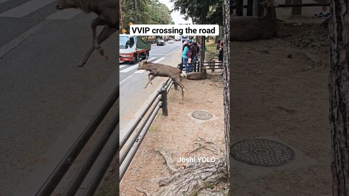 Nara deer crossing the road #shortfeed #japan #joshiyolo #shorts #kyoto #travel #deer #nara