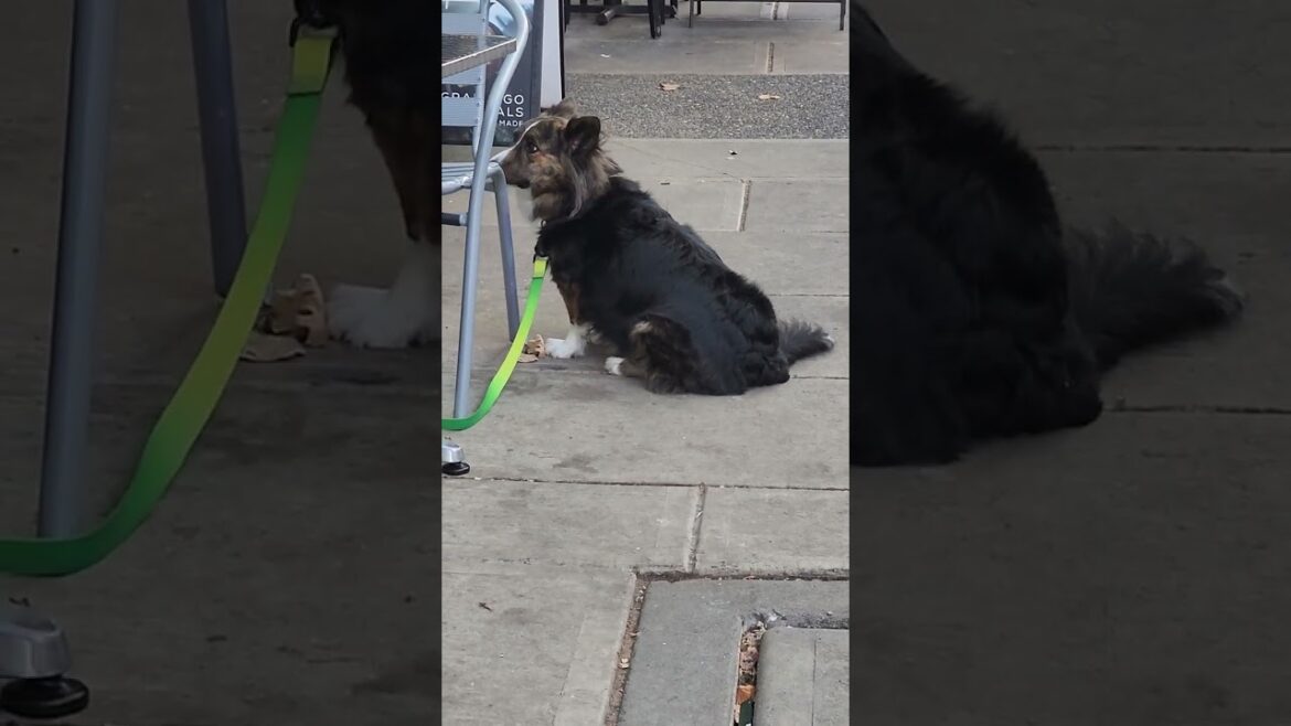 cute dog is waiting for husky akita and bulldog at the riverbank cute dog is waiting for husky akita and bulldog at the riverbank