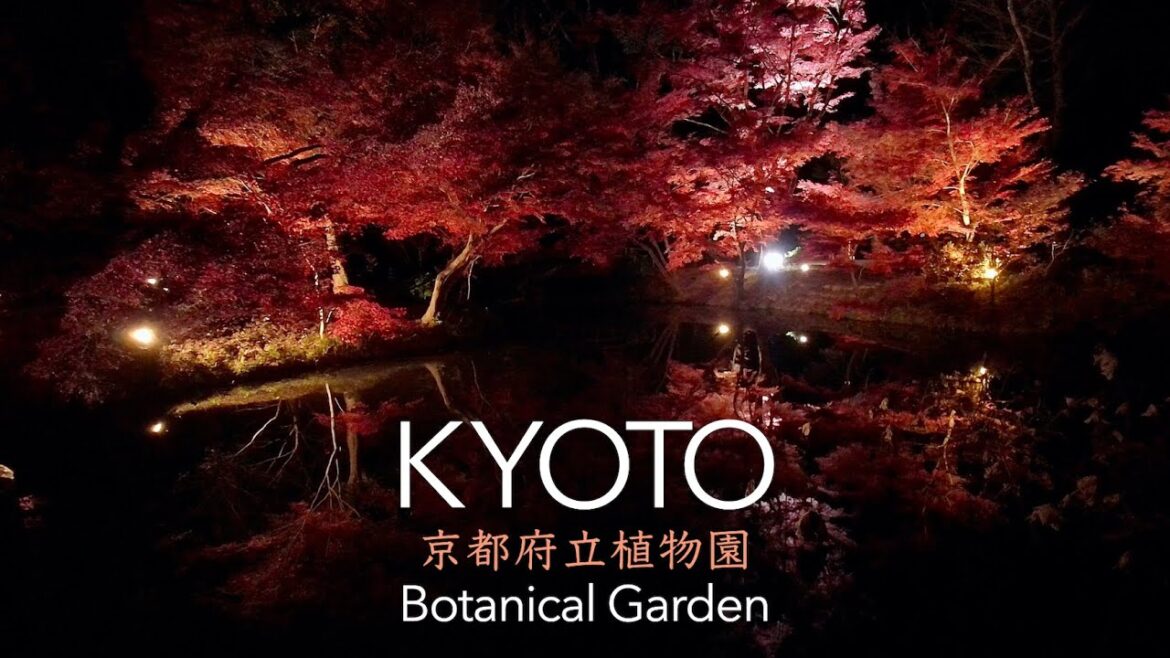 The Kyoto Botanical Gardens Night Walk 2023