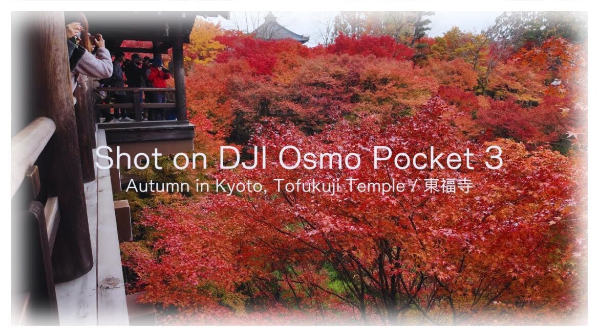 ๐ฏ๐ต Traveling in Kyoto with DJI Osmo Pocket 3 | #01 Tofukuji Temple ๐ ๐ฏ๐ต Traveling in Kyoto with DJI Osmo Pocket 3 | #01 Tofukuji Temple ๐