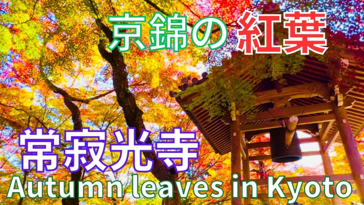 🍁絶景⛩️京都の紅葉〔嵯峨〕常寂光寺🍁Great view❗Autumn leaves 🍁Jojakkoji Temple Kyoto Japan 🍁絶景⛩️京都の紅葉〔嵯峨〕常寂光寺🍁Great view❗Autumn leaves 🍁Jojakkoji Temple Kyoto Japan