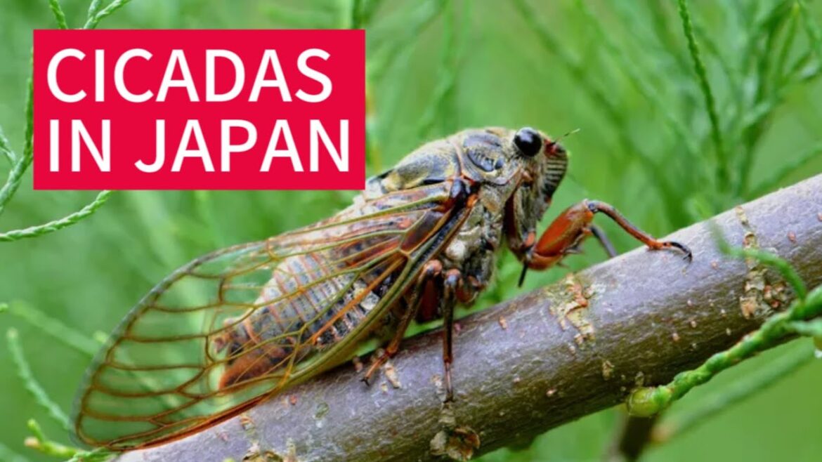 Japanese cicadas – What’s that noise? Japanese cicadas - What's that noise?