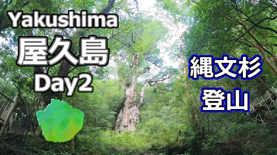 屋久島【縄文杉登山】2023年7月 (2/5) 屋久島【縄文杉登山】2023年7月 (2/5)