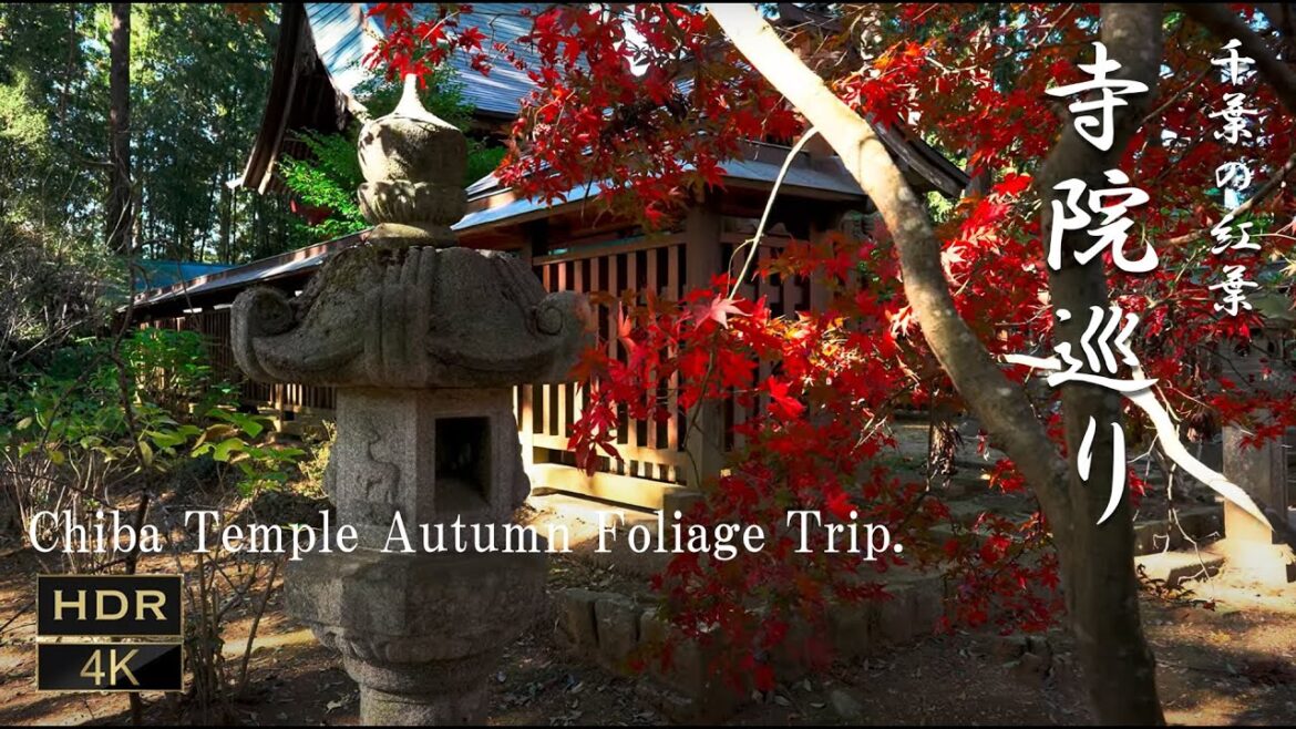 Chiba Temple Autumn Foliage Trip. 千葉の紅葉 寺院巡り [ 4K JAPAN WALK ]龍福寺 飯高寺 日本寺 Temple 千葉 お寺 紅葉狩り
