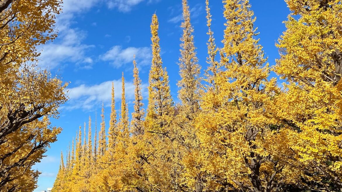 Gorgeous Gingko Trees Meiji Jingu Gaien - Coloring Autumn Views In Tokyo Japan