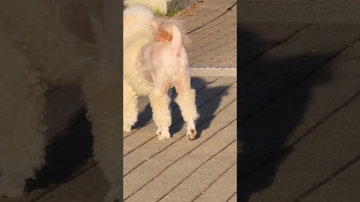 poodle is looking for akita husky and corgi