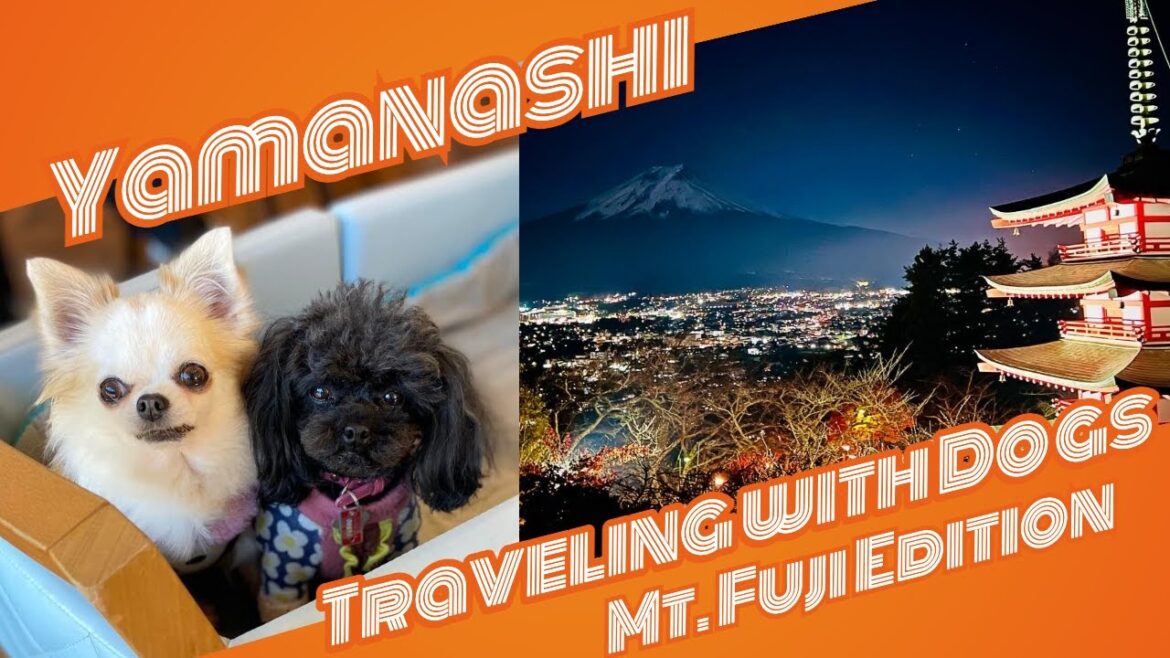 Yamanashi: Best Places to Vacation with Dogs in Japan (Travel Guide) Yamanashi: Best Places to Vacation with Dogs in Japan (Travel Guide)