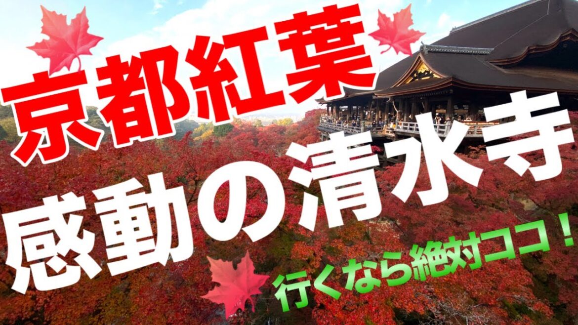 京都紅葉2023🍁清水寺はやっぱり今年もすごい圧巻の紅葉を見せてくれた🍁感動をありがとう😆