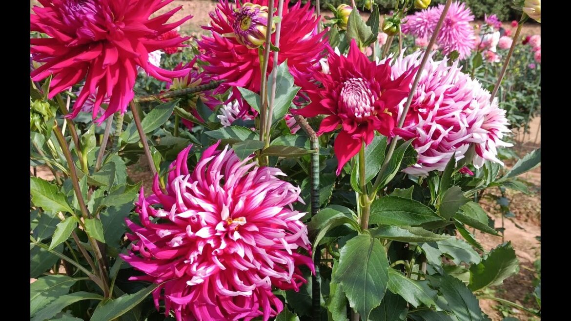 癒しのダリア2023(Relaxing Dahlia garden tour 2023 autumn ver.) 癒しのダリア2023(Relaxing Dahlia garden tour 2023 autumn ver.)