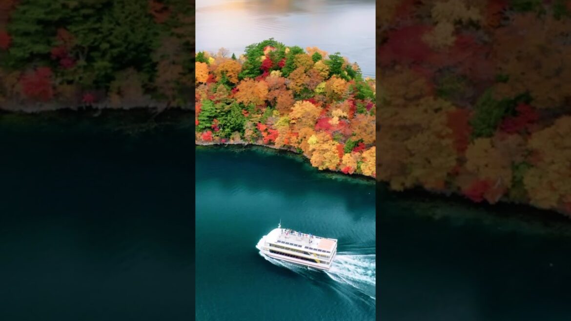 Autumn Color in Nikko, Japan #shorts  #travel #trip #travelvlog #旅行 #旅遊 #japan #日本 #東京 #tokyo #自由行