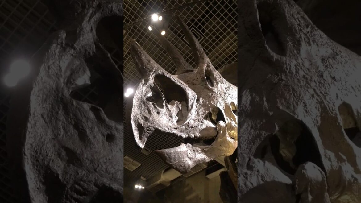 checking out some fossils in Tokyo! 🦖 #japan #travel