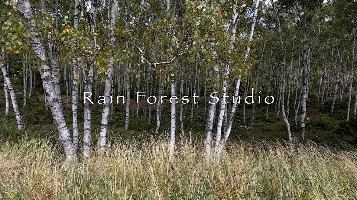 Breezes Through the White Birch Forest in Yachiho [4K]