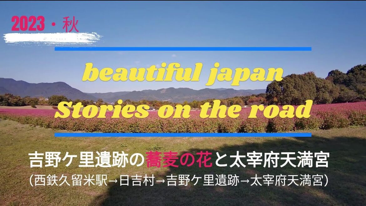 【蕎麦の花】吉野ケ里遺跡の蕎麦の花と太宰府天満宮を巡る旅