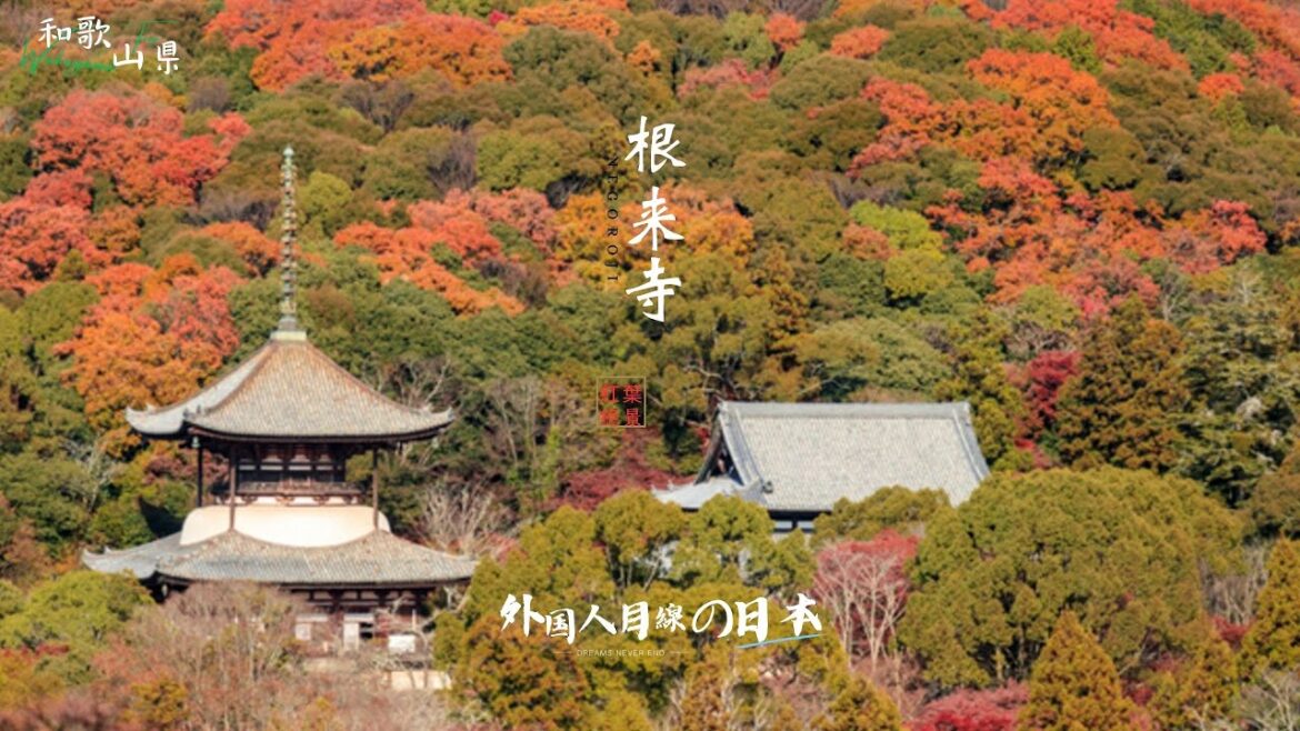 【外国人目線の日本】和歌山红叶秘境根来寺|和歌山紅葉穴場スポット根来寺|THE AUTUMN LEAVE IN WAKAYAMA(2023年12月3日)【4K】 【外国人目線の日本】和歌山红叶秘境根来寺|和歌山紅葉穴場スポット根来寺|THE AUTUMN LEAVE IN WAKAYAMA(2023年12月3日)【4K】