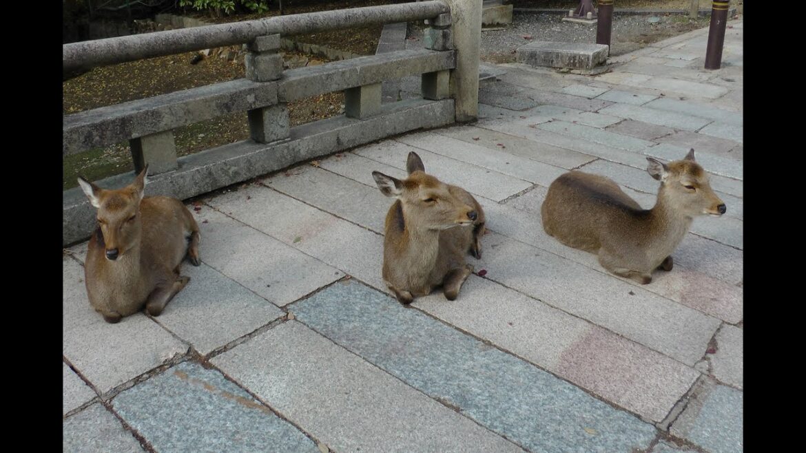 JAPAN - GARDENS & CULTURE (Part 6/12) - THE ANCIENT CAPITAL of NARA