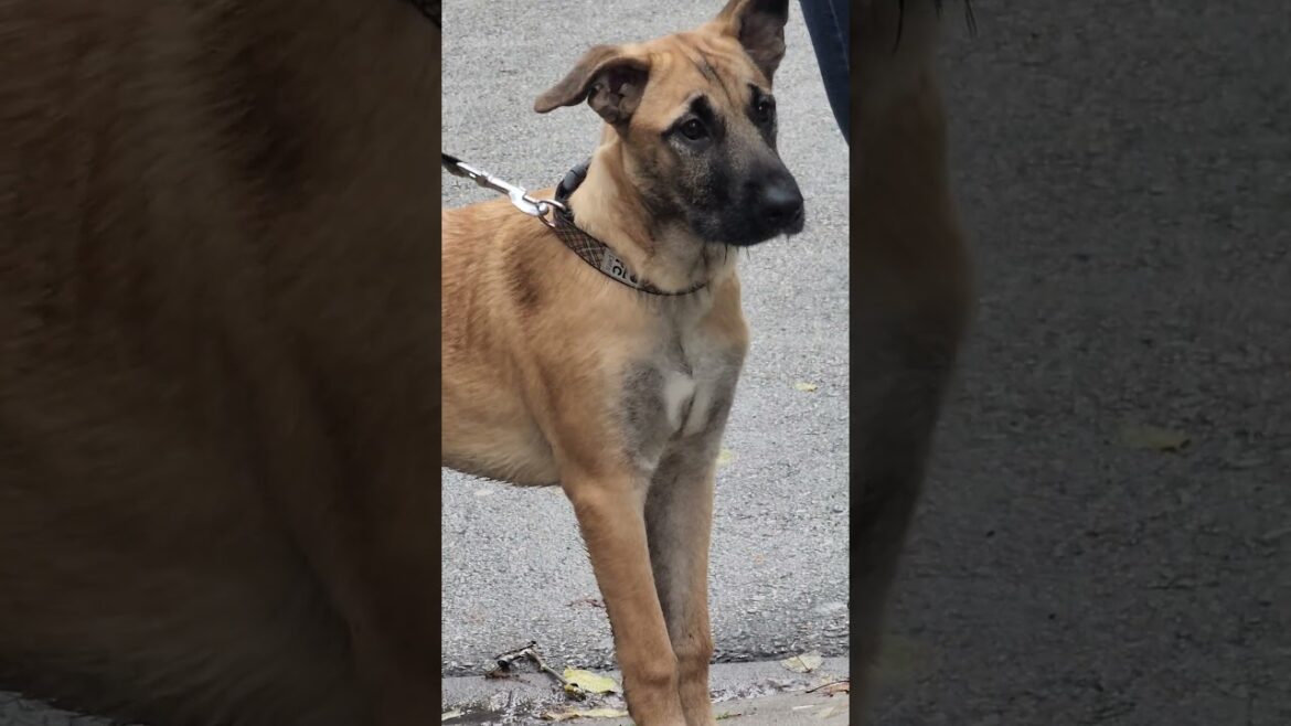 cute dog waiting for corgi, akita and great dane cute dog waiting for corgi, akita and great dane