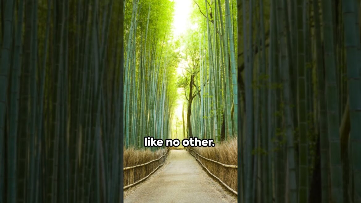 Kyoto Unearthed: 3 Timeless Wonders of Japan's Ancient Capital! 🏯🇯🇵 #travel #kyoto  #shorts