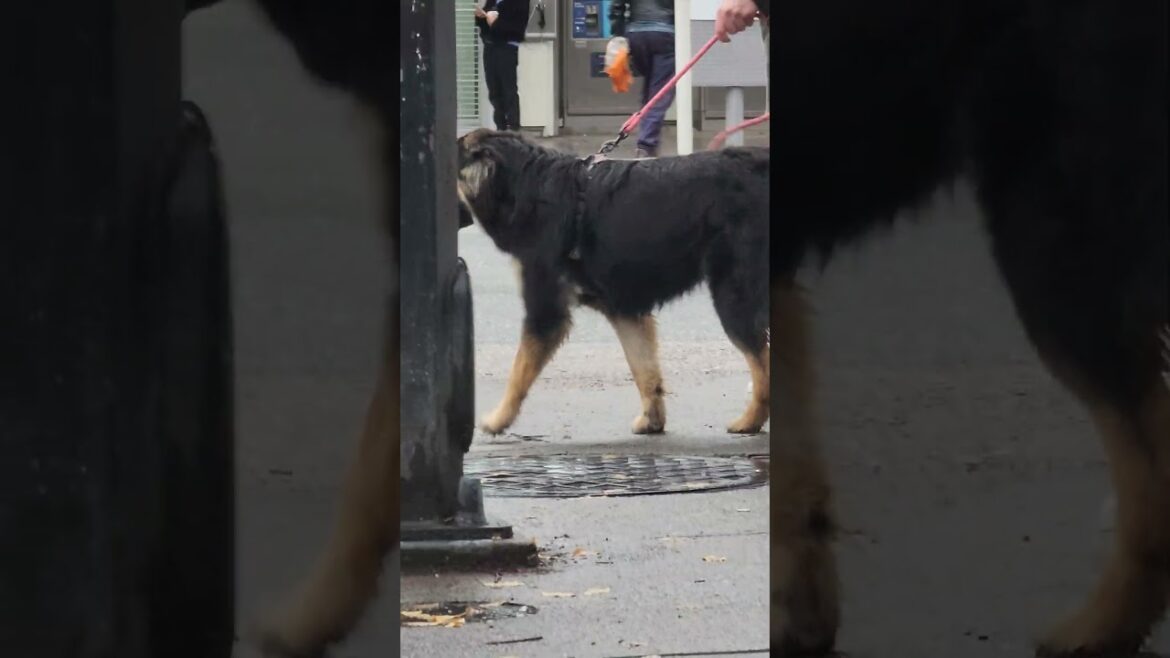 cute dog meeting up with akita, bulldog and terrier