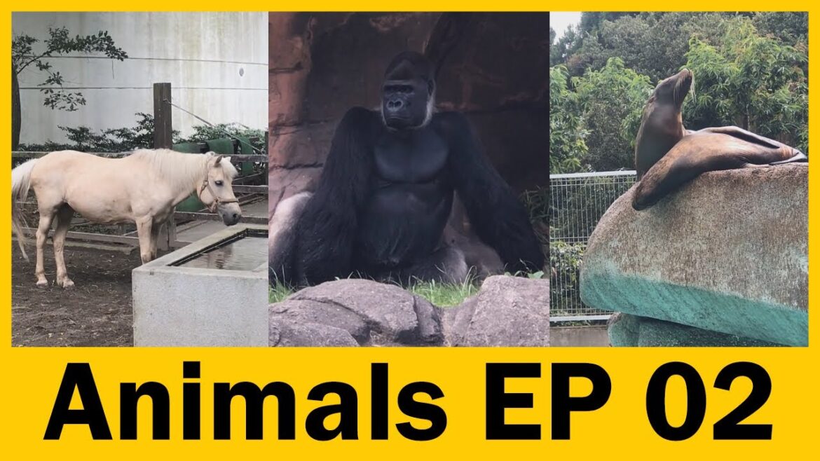 Unveiling the Ethical Treatment of Animals in Japan: A Closer Look | Travel Video | Travel Guide