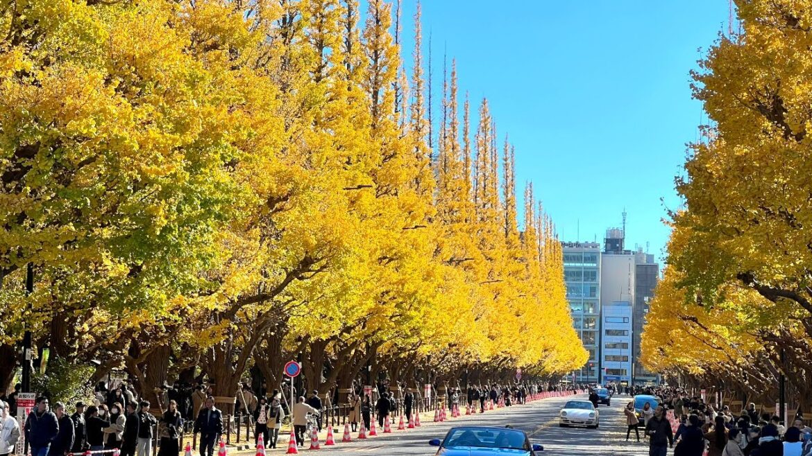 These Famous Ginko Trees Might Be Cut Down??? at Jingu Gaien, Tokyo | JAPAN LIVE STREAMS 2023 These Famous Ginko Trees Might Be Cut Down??? at Jingu Gaien, Tokyo | JAPAN LIVE STREAMS 2023