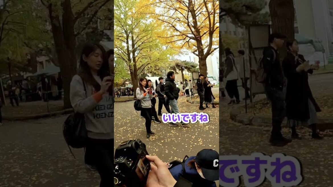 【ワンちゃんストリートスナップ】in 北大 #sapporo #streetsnap #ストリートスナップ #札幌 #北大 #北大イチョウ並木 #パグ