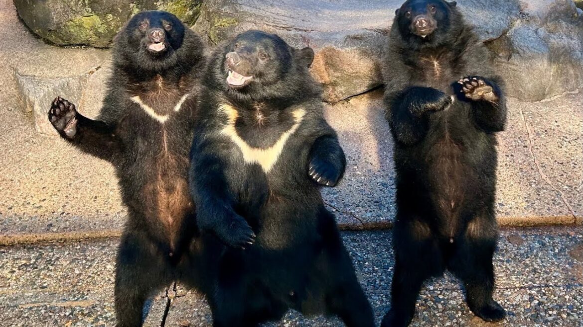 【Japan travel】Feeding bears🐻, spectacular views of nature⛰️, 2000 years ago built shrine⛩️