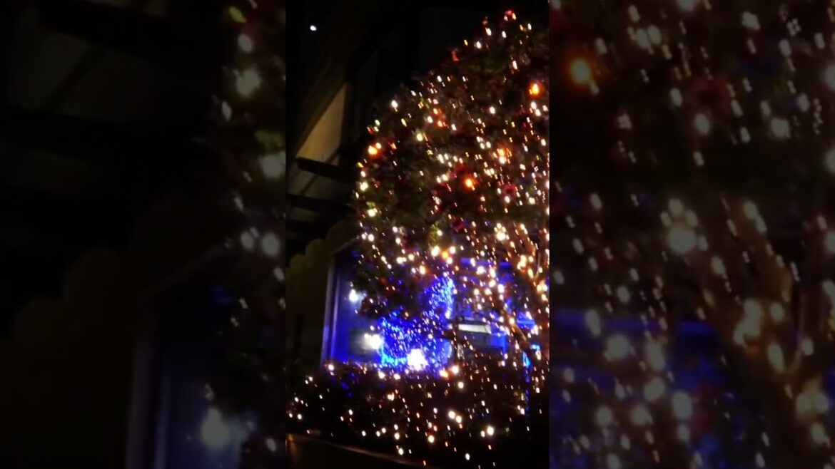 WINTER ILLUMINATIONS in TOKYO #tokyo #japan #japanese #illumination #winter