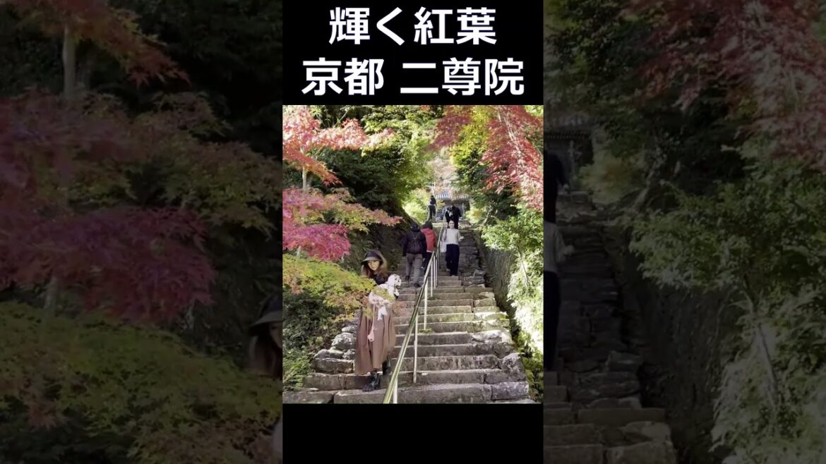 #二尊院 #京都嵯峨 #京都旅行 #京都のお寺 #京都観光 #京都の紅葉 #kyoto trip #kyoto travel #shorts #Autumn leaves in Kyoto
