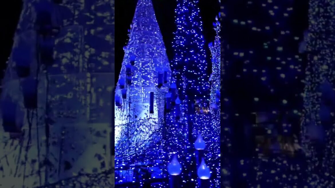 WINTER ILLUMINATIONS in TOKYO #tokyo #japan #japanese #illumination #winter