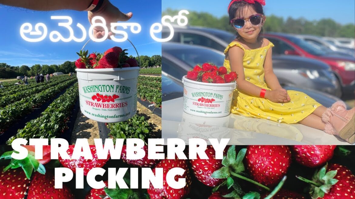 అమెరికా లో Strawberry Picking I Washington Farms Strawberry Picking Atlanta IAmerica Lo Chittithalli