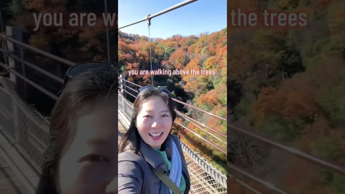 Spectacular Autumn Foliage🍂✨Swinging Bridge🎶