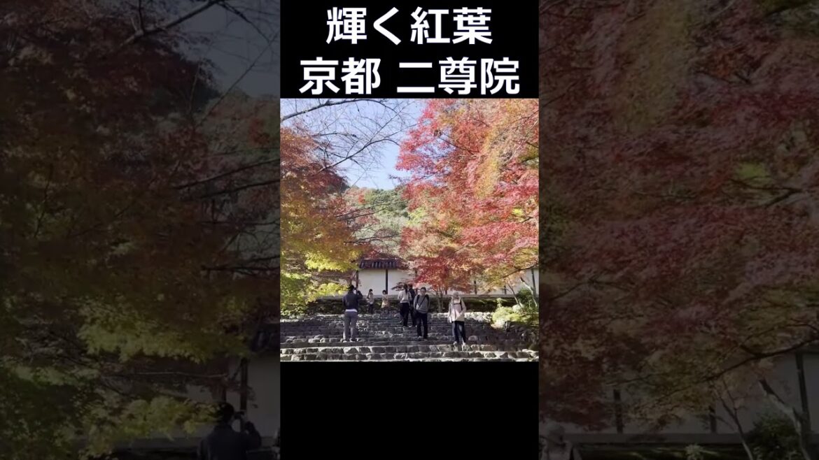 #二尊院 #京都嵯峨 #京都旅行 #京都のお寺 #京都観光 #京都の紅葉 #kyoto trip #kyoto travel #shorts #Autumn leaves in Kyoto