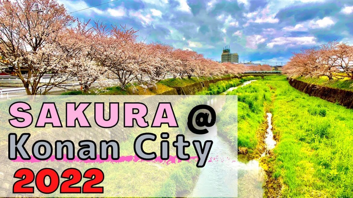 JAPAN CHERRY BLOSSOMS | konan city Shiga JAPAN CHERRY BLOSSOMS | konan city Shiga