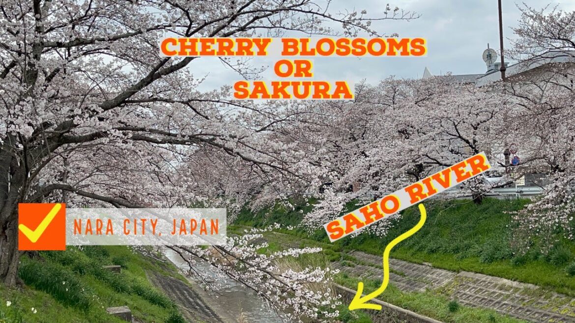 2022 Sakura On The River – さくらオンザリバー | Nara, Japan-奈良、日本 2022 Sakura On The River - さくらオンザリバー | Nara, Japan-奈良、日本