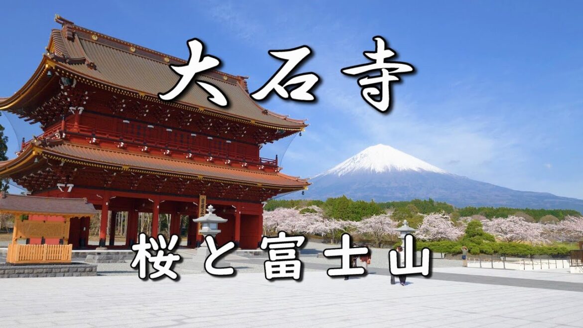 『大石寺』桜と富士山 ／ 静岡県富士宮市  [4K] #TaisekijiTemple #CherryBlossoms #MtFuji