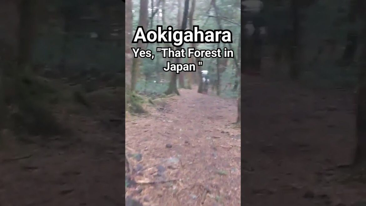 #Aokigahara - That #Forest in #Japan