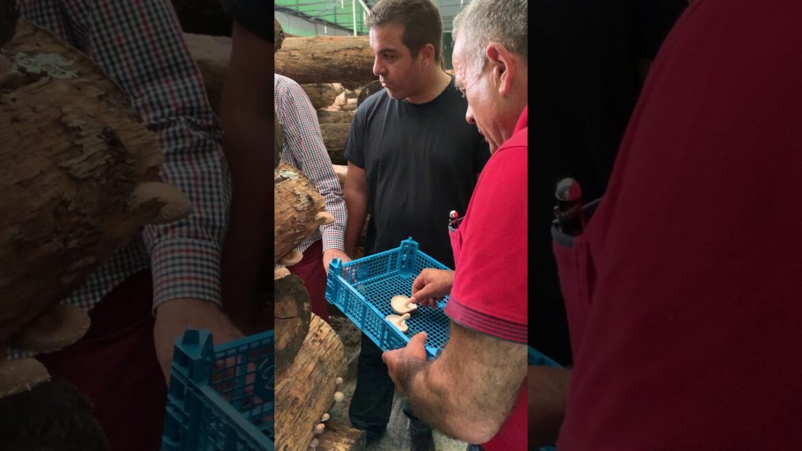 Portugal Shiitake Mushroom Tour