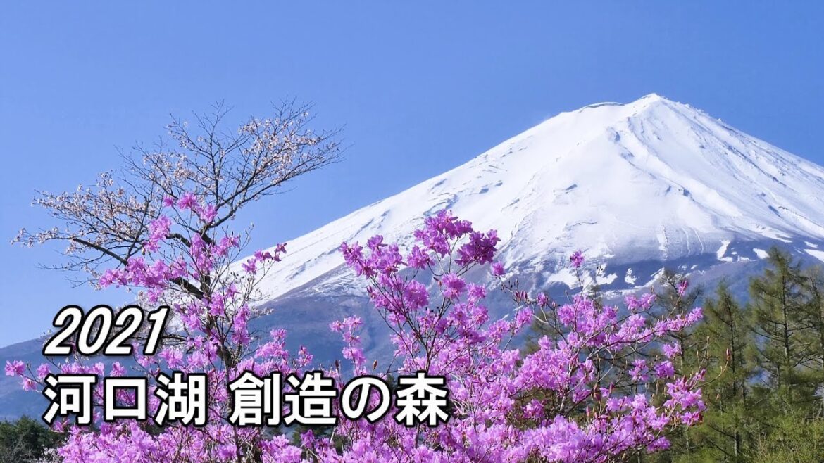 2021.04.18 富士山とミツバツツジ ／ 河口湖創造の森  [4K] #MtFuji #Azalea #Kawaguchiko