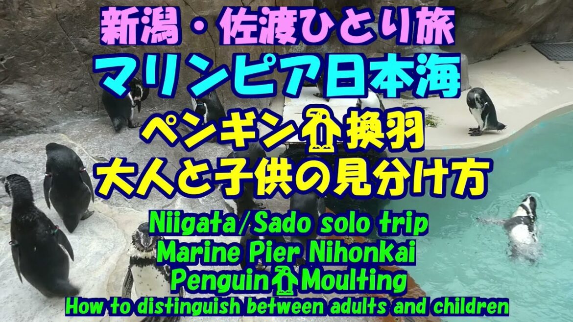 新潟・佐渡ひとり旅★マリンピア日本海★ペンギン🐧換羽★大人と子供の見分け方・Marine Pier Nihonkai・Penguin🐧Moulting・Niigata/Sado solo trip