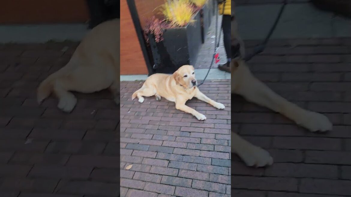 retreiver relaxing at the walkway while awaiting corgi and akita