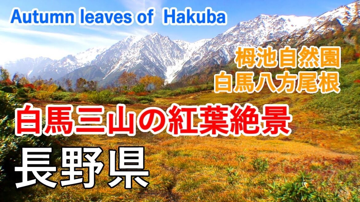 長野県 白馬三山の紅葉絶景めぐり ( 栂池自然園 / 白馬八方尾根 ） / Autumn leaves of Hakuba ( Nagano , Japan )【日本の紅葉絶景！】[ 4K ]