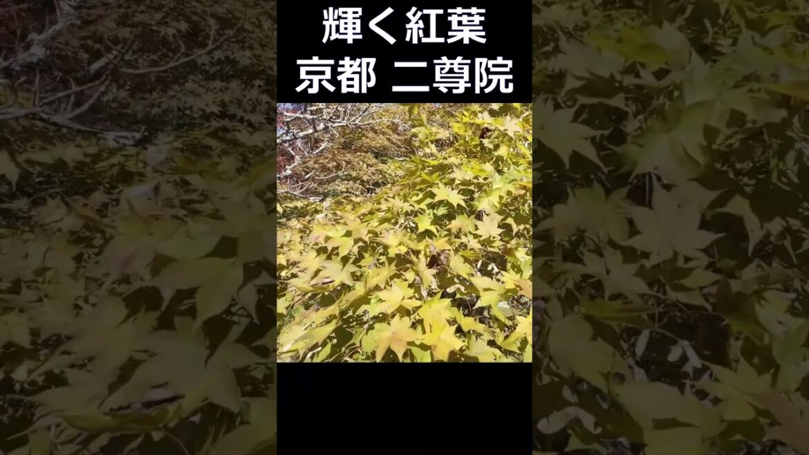 #二尊院 #京都嵯峨 #京都旅行 #京都のお寺 #京都観光 #京都の紅葉 #kyoto trip #kyoto travel #shorts #Autumn leaves in Kyoto