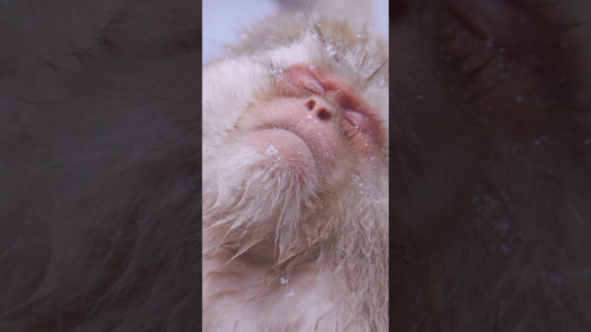 Japan Places That Dont Feel Real #japan #travel #adventure