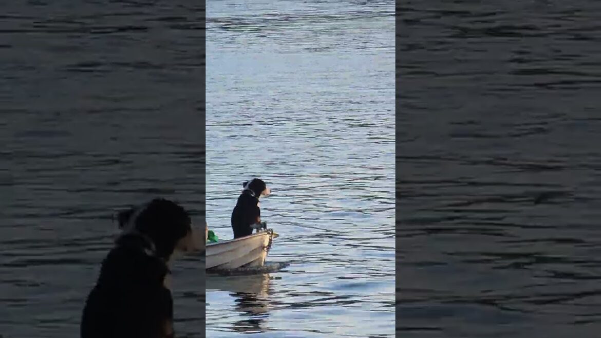 Husky and Akita enjoying a boat ride after the rain