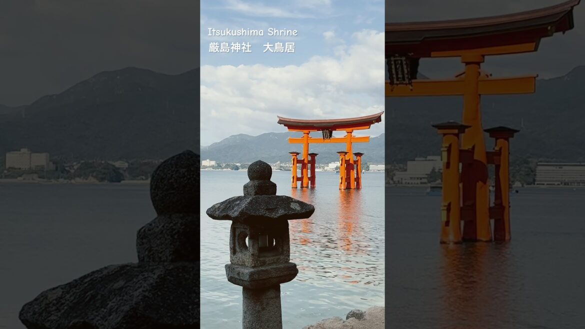 #厳島神社 #大鳥居 #宮島  #広島県   #miyajima #japantravel #japan #shorts #遅咲き添乗員