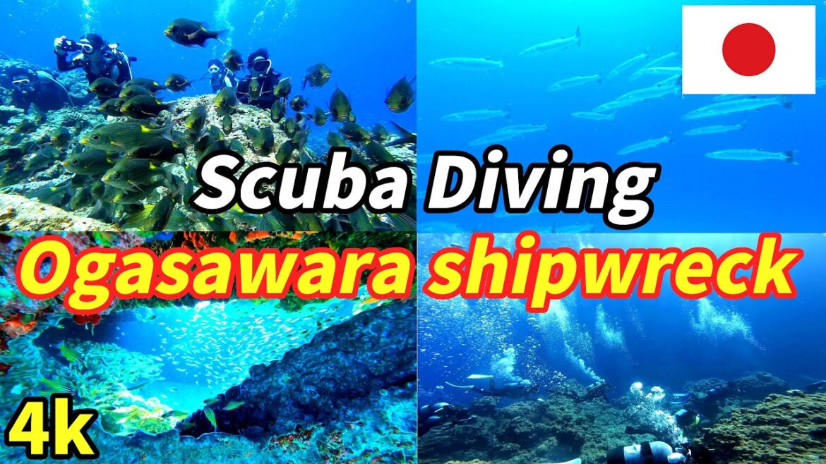 母島スキューバダイビング【水中映像 4K】沈船ダイビング、初心者でも楽しめる小笠原Scuba diving 母島スキューバダイビング【水中映像 4K】沈船ダイビング、初心者でも楽しめる小笠原Scuba diving