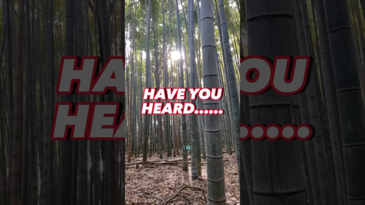 Save this for your next trip to Japan #japanholiday #traveljapan #japantraveltips Save this for your next trip to Japan #japanholiday #traveljapan #japantraveltips